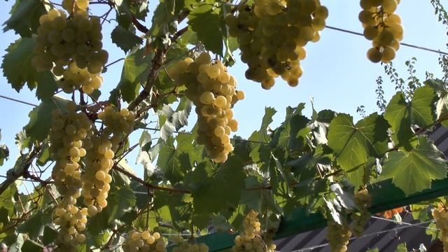 Цитронный Магарача винный сорт винограда