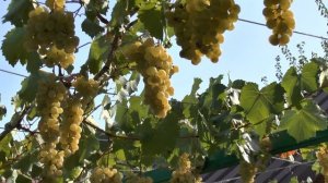 Цитронный Магарача винный сорт винограда