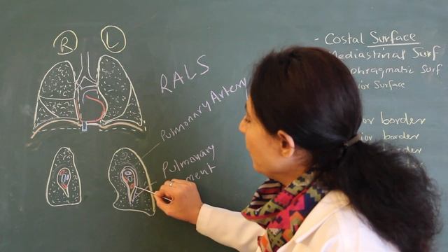 Gross Anatomy Of Lungs And Bronchopulmonary Segments