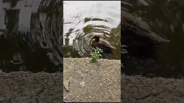 Утки приплыли на попкорн😁 Ростовский зоопарк. смотреть онлайн