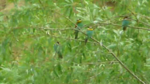 Merops apiaster 2 смотреть онлайн