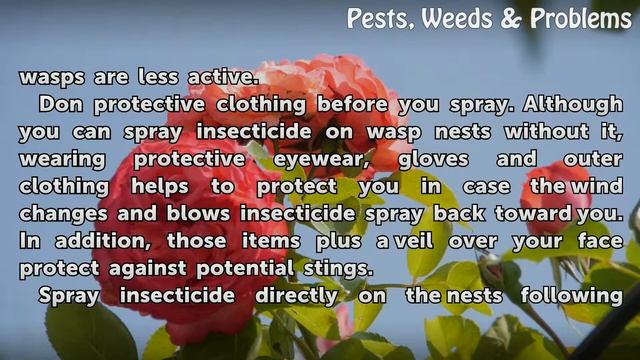 How to Get Rid of Wasps on a Wood Deck смотреть онлайн