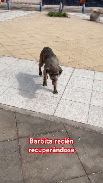 Barbitas recuperándose 😍 смотреть онлайн