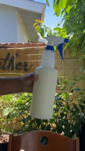 Get rid of those spider mites!(part 2) #spidermites #youtubeshorts #plants #solution #remedy смотреть онлайн