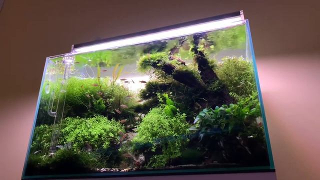My 70 l tank смотреть онлайн