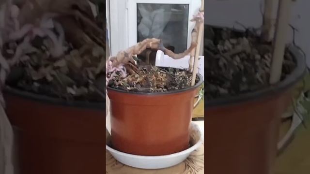 √3 фикус 111 Бенджамина (Бонсай)