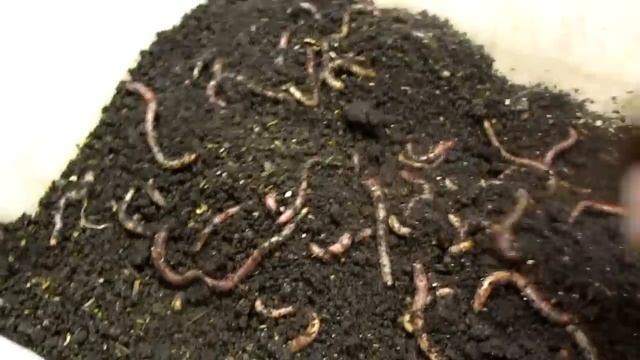 Бизнес идеи. Разведение дендробены. Кормление. смотреть онлайн