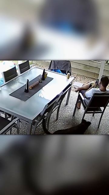 Змея Чуть Не Укусила Мужчину смотреть онлайн