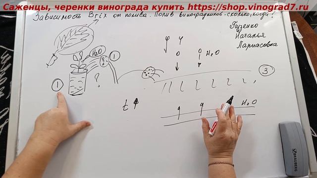 Влагозарядковый полив виноградника, полевая влагоемкость, транспирация листа, расчет воды на сезон смотреть онлайн