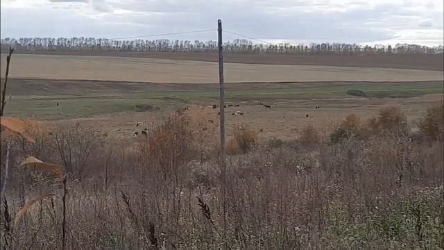 БУДНИ МАМЫ😊ЗАКРЫЛИ ДАЧНЫЙ СЕЗОН🍁ОГОРОДНЫЕ ХЛОПОТЫ🍂БЫСТРЫЙ УЖИН🥘ЗАГОТОВКИ🌠 смотреть онлайн