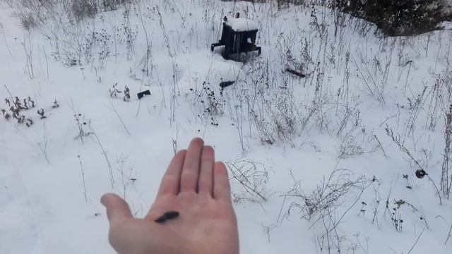 Птицы кушают у меня с руки )) смотреть онлайн