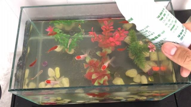 Keep aquarium clean | DIY aquarium bottom vacuum cleaner смотреть онлайн