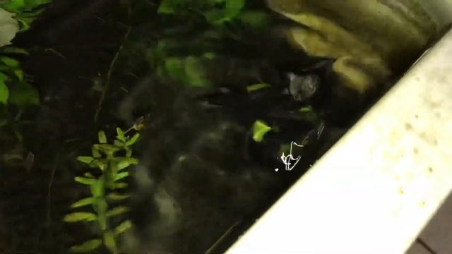 Baby bat is drowning in my fish tank. смотреть онлайн