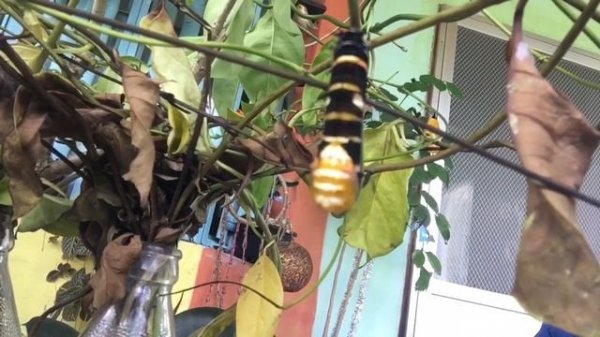 Idea Leuconoe life cycle (Paper kite butterfly)