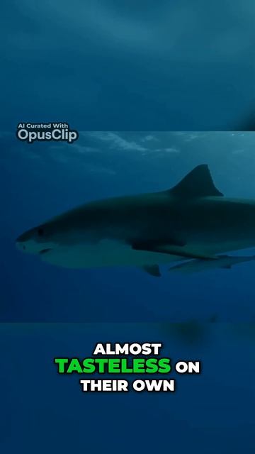 The Controversy of Shark Fin Soup Exploring Culinary Tradition and Ecological Sustainability #shor смотреть онлайн