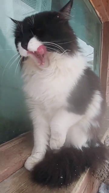 Кот Кузя обаятельный котик сытый и чистый смотреть онлайн