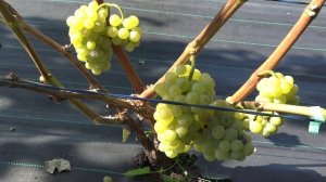 Виноград Гечеи заматош 2024г.