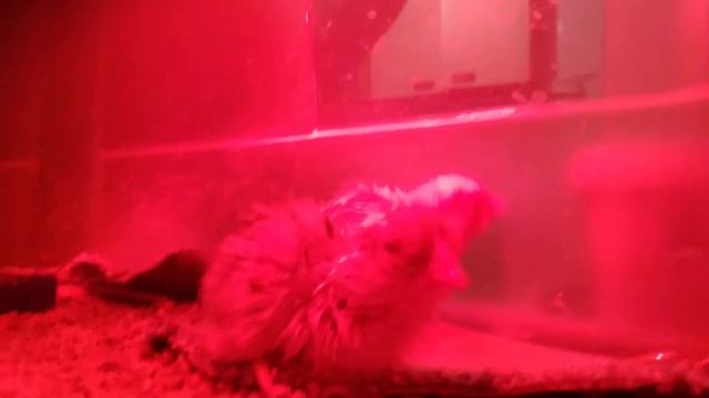 Quail chicks 1 hour old. HDD 56 egg incubator. смотреть онлайн