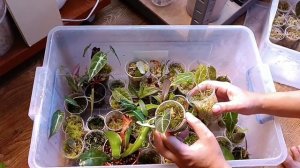 Алоказии. Как я выращиваю алоказии с клубней ( бульб).