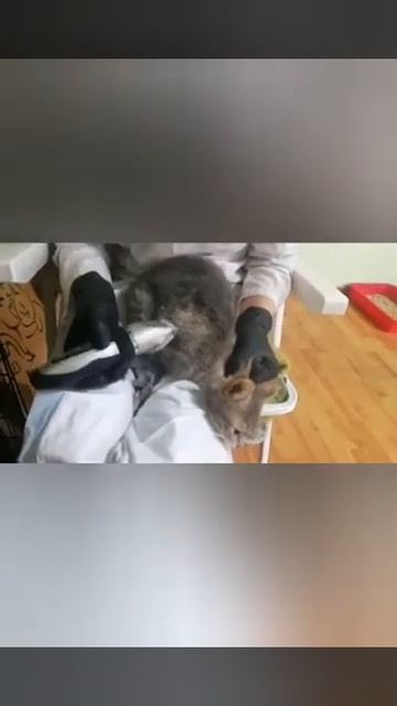 Шаде.Лечим FIP смотреть онлайн
