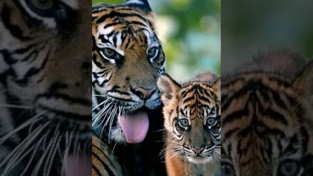 Тигр.Тигрёнок.Тигры.Семья Тигров.Семейство и жизнь о🐯. смотреть онлайн