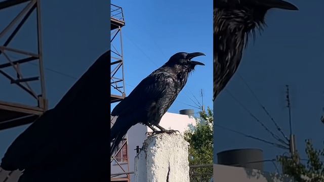 Черный ворон на Радиогорке 🐦⬛🦅😳😯 смотреть онлайн