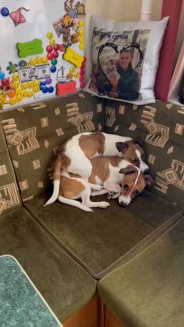 Отцова ноша #jrt #dog #kvikdog смотреть онлайн