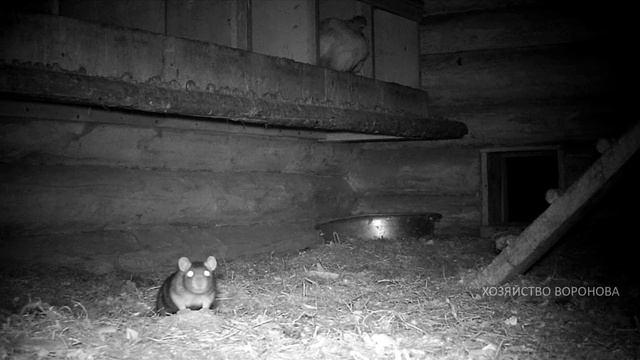 Крысы в курятнике. Фотоловушка видит ночью всё смотреть онлайн