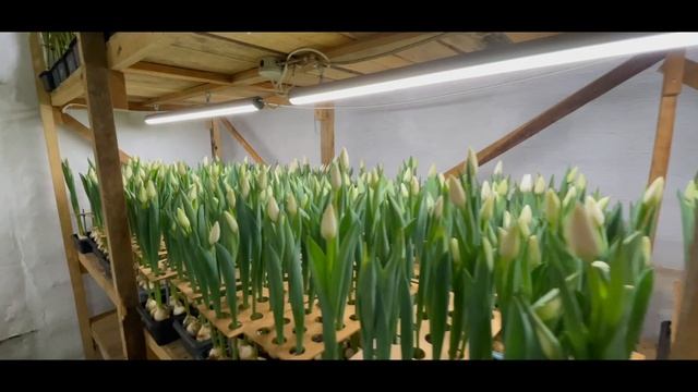 Тюльпаны оптом на 8 марта собственного производства! смотреть онлайн