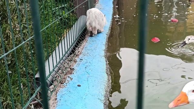 Беляш😍❤🤗 смотреть онлайн