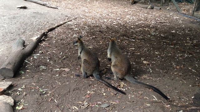 Wallaby Family At Koala Park In Sydney, Australia смотреть онлайн