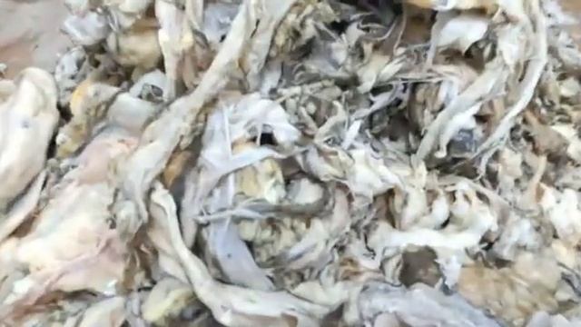 Beef omasum смотреть онлайн