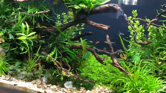 Fluval Plant 3.0 46 watt 100% led смотреть онлайн