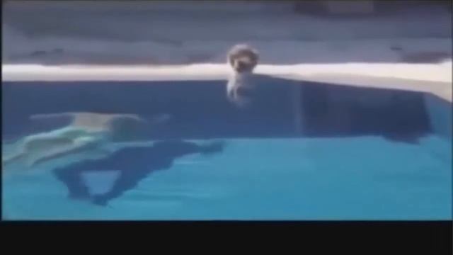 Смешное видео Приколы с животными смотреть онлайн