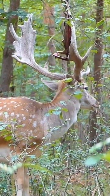 Deer in the jungle...ye kaun chitrakar hai...😇 смотреть онлайн