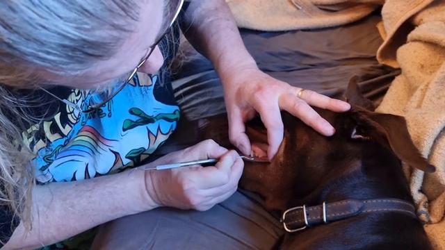 Removing tartar on Melody смотреть онлайн