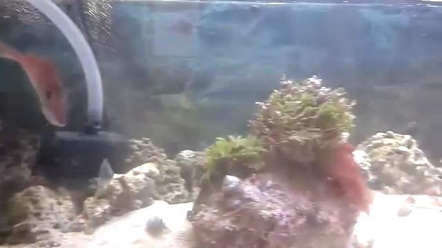 New Zealand local marine tanks смотреть онлайн