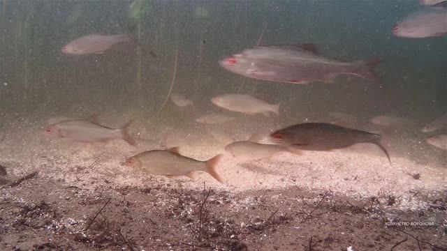 Плотва у корма в озере Шейно смотреть онлайн