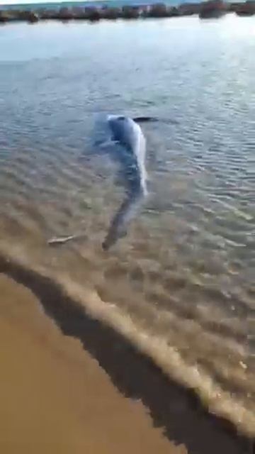 Grosso squalo partorisce sulla spiaggia смотреть онлайн