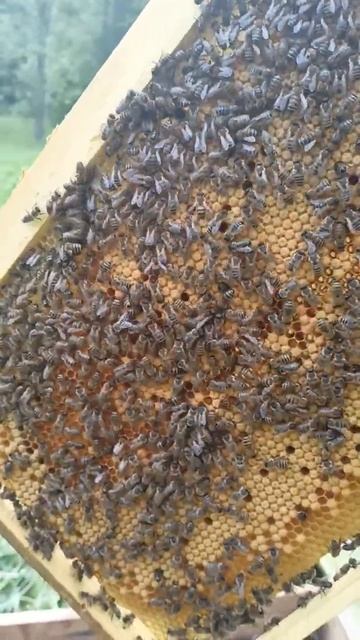 Пчёлки🐝🐝🐝🐝🐝 смотреть онлайн