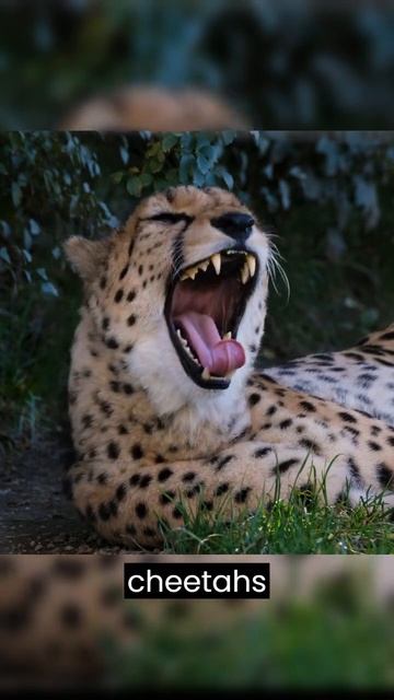 Animal Fact Of The Day #cheetah #shorts смотреть онлайн