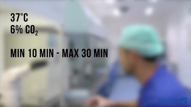 Перенос эмбрионов с Vitrolife - короткий протокол смотреть онлайн