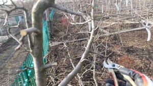 Два подхода по омоложению возрастных деревьев