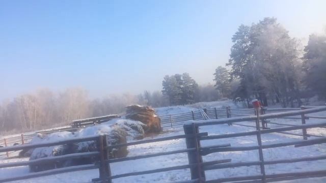 загон жеребёнка в сарай смотреть онлайн