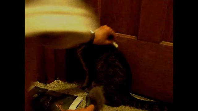 How to Give Sub Q Subcutaneous Fluids to your Squirmy Cat or Pet смотреть онлайн