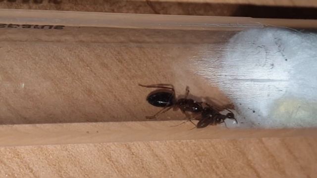 Présentation d'une espèce rare en élevage ! Camponotus albosparsus смотреть онлайн