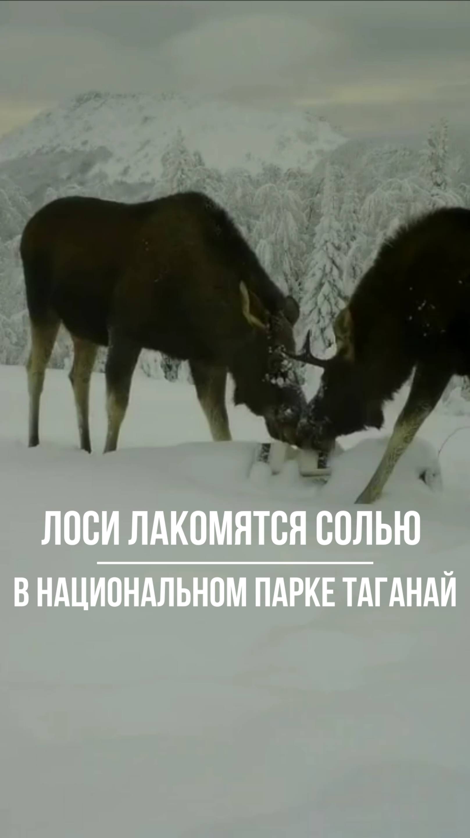 Лоси лакомятся солью в национальном парке Таганай смотреть онлайн