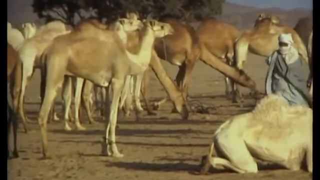 Sahara 1983