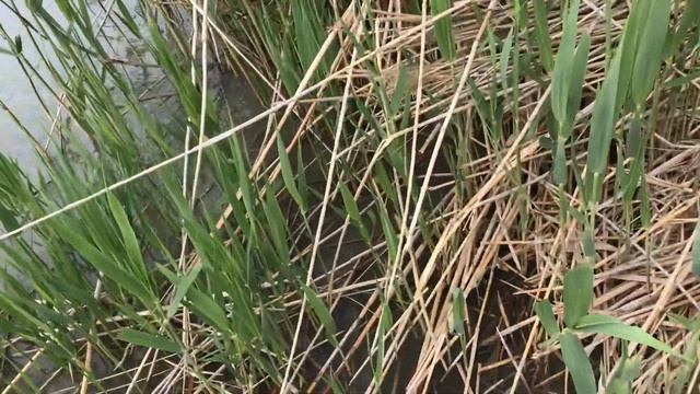 Мелкая рыба смотреть онлайн