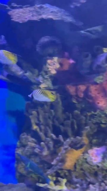 தமிழ் girl visited USA moody garden #aquarium #fish #aquariumfish #shotoniphone #funvideo#kidsvide смотреть онлайн